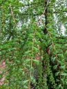 Green young larch needles on branches in spring Royalty Free Stock Photo