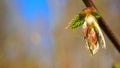 Green young leaf. Early spring. Blue sjy.