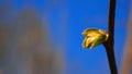 Green young leaf. Early spring. Blue sjy.