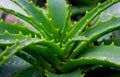 Green and fresh Aloe leaves