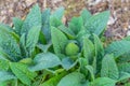 Green young leaves of comfrey,Symphytum Asperum.Selective focus.Concept of usefulness of plants in medicine, fertilizer for the Royalty Free Stock Photo