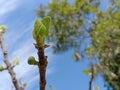 Green young leaves of fig tree growing in the garden. Royalty Free Stock Photo