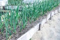 Green young leaves of leeks garlic growing in the field in garden