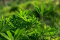 Water drops on a green plant Lupinus Royalty Free Stock Photo