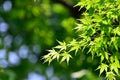 Green young leaves of Palmatum.