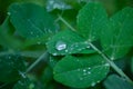 green young leaves peases, pea leaves, after rain close-up , green pea mustache, organic, microgreen Royalty Free Stock Photo