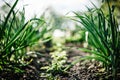 Green young leaves spring onion plants in plantation. Fresh green garlic growing in garden. organically cultivated garlic