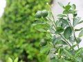 Green young lemons with dew