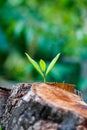 Green young little tree emerge from wood stump