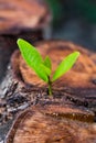 Green young little tree emerge from wood stump Royalty Free Stock Photo