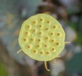 Green young lotus seed pod Royalty Free Stock Photo