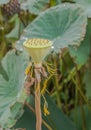 Green young lotus seed pod Royalty Free Stock Photo