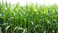 Green young maize field not yet ripe Royalty Free Stock Photo