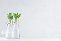 Green young mint leaves in bottle with mineral water on soft white wood board. Summer background, copy space. Royalty Free Stock Photo