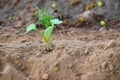 Green young mustard plant in soil, new life concept, mustard plant Royalty Free Stock Photo