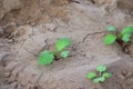 Green young mustard plant in soil, new life concept, mustard Royalty Free Stock Photo