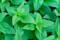 Green young nettle. Medicinal plant, green background