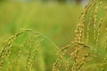 Paddy rice poaceae in green paddy field close up Royalty Free Stock Photo