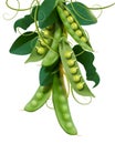Green young peas