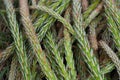 Green young pine buds for syrup Royalty Free Stock Photo