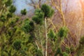 Green young pine tree in the forest, close-up. Natural summer background Royalty Free Stock Photo