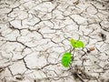 Green young plant on cracked dry land. Space for text and desig