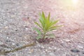 Green young plant is growing through the cracked hard asphalt on summertime on bright sunlight. Concept