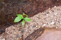 Green young plant growing through small rocks with flanked by brown stone. Royalty Free Stock Photo