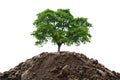 Green young plant growing in soil isolated on white background Royalty Free Stock Photo