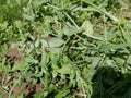 Green young pods and white pea flowers on a stalk in the garden on a summer day. The cultivation of a vegetarian meal. Royalty Free Stock Photo