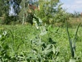 Green young pods and white pea flowers on a stalk in the garden on a summer day. The cultivation of a vegetarian meal. Royalty Free Stock Photo