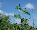 Green young pods and white pea flowers on a stem against a blue sky with clouds and birches on a summer day. Royalty Free Stock Photo
