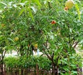 Green young pomegranates swaying in the wind and rain Royalty Free Stock Photo