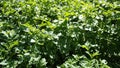 Green young potato plants growing in garden in HD VIDEO. Close up.