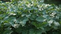 Green young potato plants growing in garden in HD VIDEO. Close up.