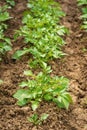 Green young potato plants in row growing in garden on brown soil. Close up. Royalty Free Stock Photo