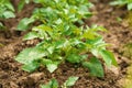 Green young potato plants in row growing in garden on brown soil. Close up. Royalty Free Stock Photo