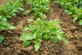 Green young potato plants in row growing in garden on brown soil. Close up. Royalty Free Stock Photo