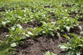 Green young potato plants Solanum tuberosum in row growing in garden on brown soil. Close up. Royalty Free Stock Photo