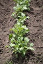 Green young potato plants Solanum tuberosum in row growing in garden on brown soil. Close up. Royalty Free Stock Photo