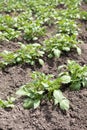 Green young potato plants Solanum tuberosum in row growing in garden on brown soil. Close up. Royalty Free Stock Photo