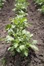 Green young potato plants Solanum tuberosum in row growing in garden on brown soil. Close up. Royalty Free Stock Photo