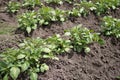 Green young potato plants Solanum tuberosum in row growing in garden on brown soil. Close up. Royalty Free Stock Photo