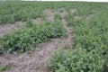 Young rapeseed shoots before flowering.The sprouting of rape