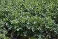 Young rapeseed shoots before flowering.The sprouting of rape