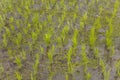 Green young rice field Royalty Free Stock Photo