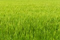 Green young rice field in countryside of Thailand Royalty Free Stock Photo