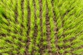 Green young rice field form top view Royalty Free Stock Photo