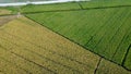 Green young rice field texture. Green rice plants growing. Aerial View Royalty Free Stock Photo