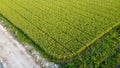 Green young rice field texture. Green rice plants growing. Aerial View Royalty Free Stock Photo